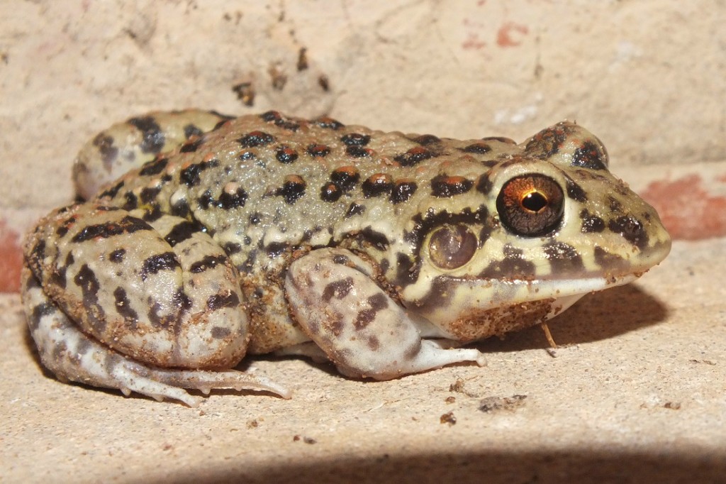 LEPTODACTYLIDAE Pybio Paraguay Biodiversidad