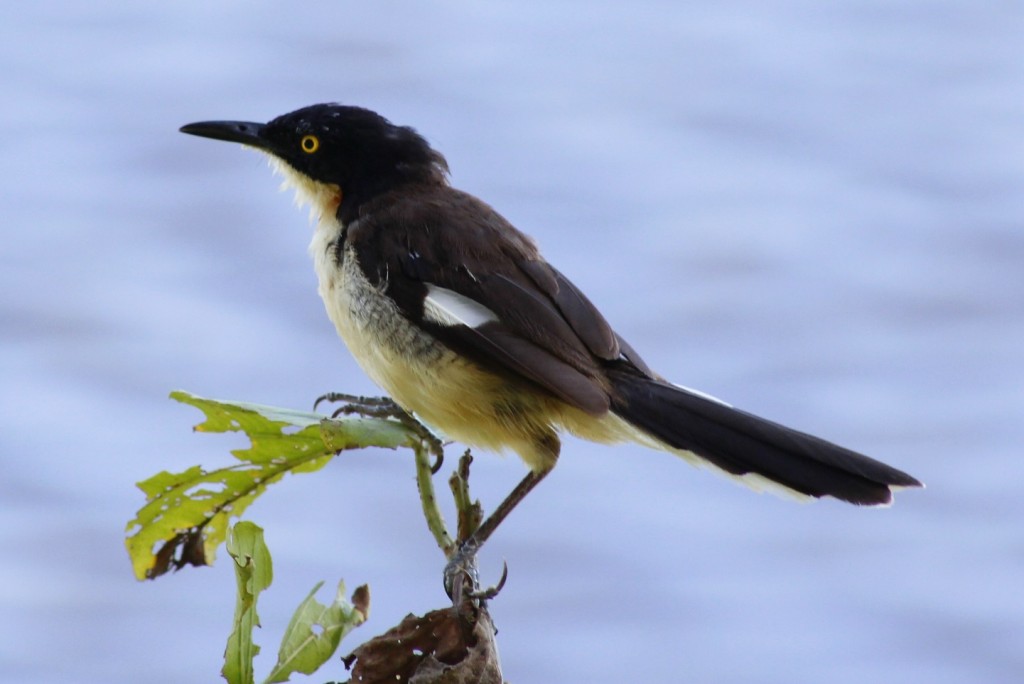 MIMIDAE Pybio Paraguay Biodiversidad