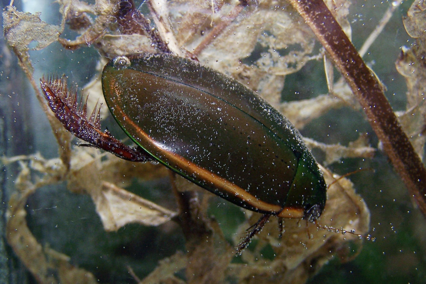 Dytiscidae JungleKey fr Image 100 Dytiscidae JungleKey fr Image 100