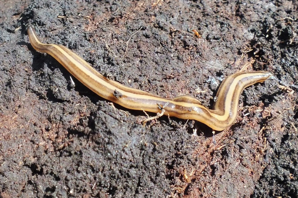 TURBELLARIA Pybio Paraguay Biodiversidad