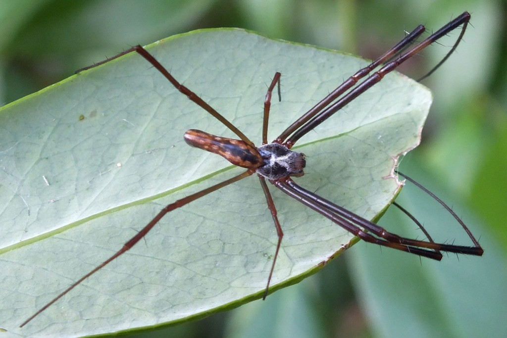 NEPHILIDAE Pybio Paraguay Biodiversidad