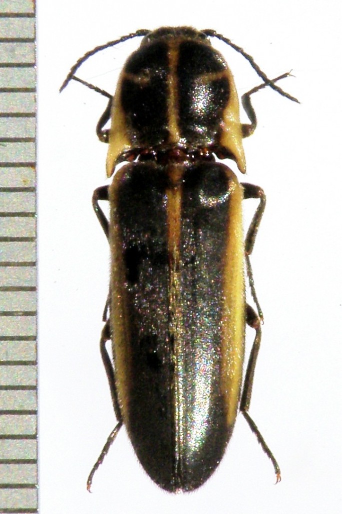 Artengalerie ELATERIDAE Pybio Paraguay Biodiversidad