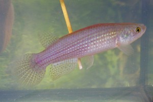 RIVULIDAE Austrolebias monstrosus