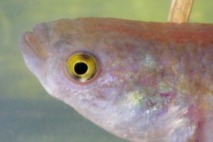 PISCES RIVULIDAE Austrolebias monstrosus