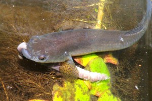 RIVULIDAE Neofundulus paraguayensis