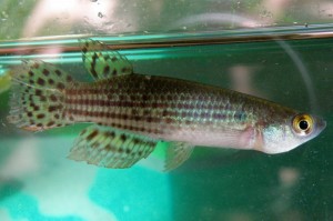 PISCES RIVULIDAE Neofundulus ornatipinnis