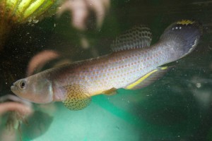 RIVULIDAE Neofundulus paraguayensis