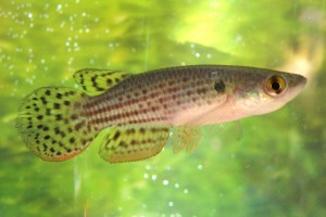 RIVULIDAE Neofundulus ornatipinnis