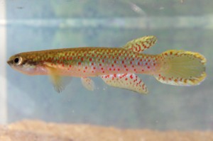 RIVULIDAE Rivulus punctatus