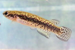 RIVULIDAE Rivulus punctatus