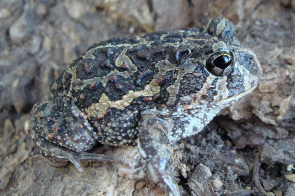 CYCLORAMPHIDAE Pybio Paraguay Biodiversidad