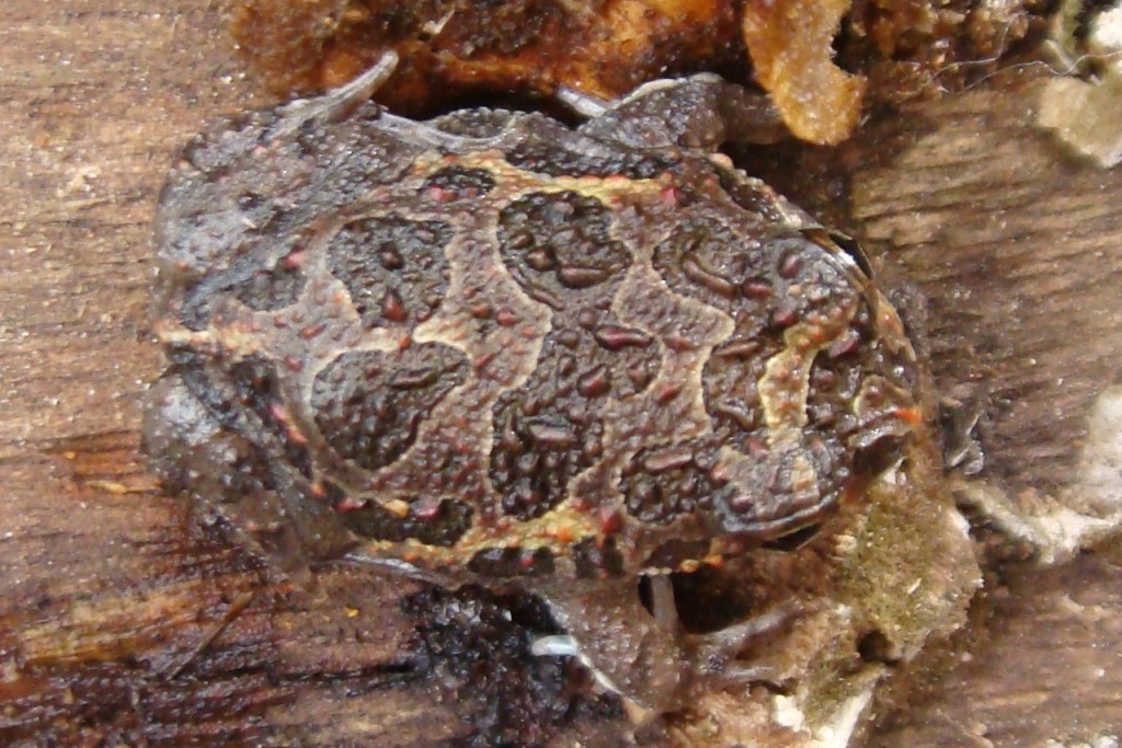 CYCLORAMPHIDAE Pybio Paraguay Biodiversidad