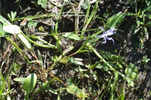 Heteranthera limosa