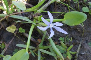 Heteranthera limosa