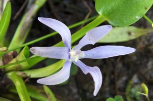 Heteranthera limosa