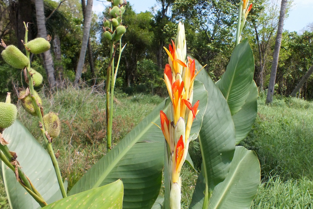 CANNACEAE | Pybio Paraguay Biodiversidad