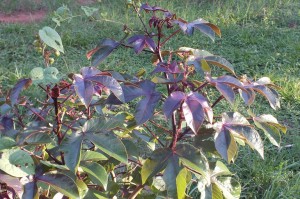 Jatropha gossypiifolia