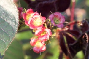 Jatropha gossypiifolia