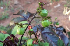 Jatropha gossypiifolia