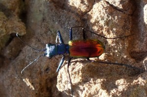 Cheilonycha auripennis