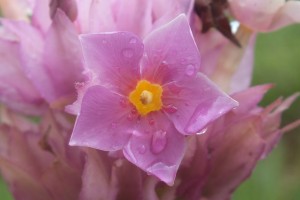 Rhodocalyx rotundifolius