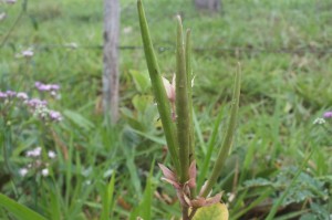 Rhodocalyx rotundifolius