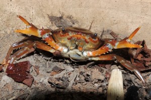 Dilocarcinus pagei