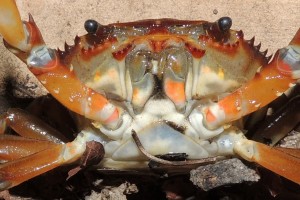 Dilocarcinus pagei