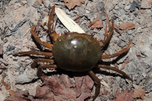 Dilocarcinus pagei