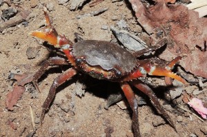 Dilocarcinus pagei