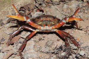 Dilocarcinus pagei