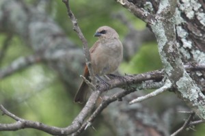 A.badius - C.Esmeraldaa