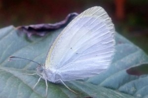 AIIL Pie Eurema elathea