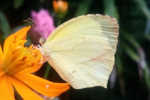 AIILPie Eurema arbela JMGa