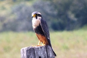 AVAV Fal Falco femoralis (3)a