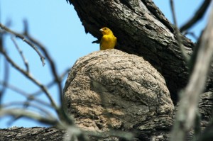 C.flaveola - C.Esmeraldaa