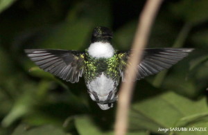 Colibri Garganta Blanca (Leucochloris albicolis) 4