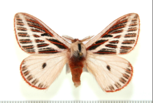 E. altop a