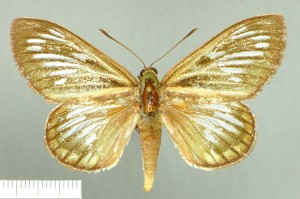 Gramivora, Frostetola F - specimen DZUP (1)a