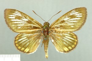 Gramivora, Frostetola M - specimen DZUP (4)a
