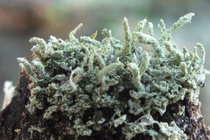 L Cladonia cf subradiata (1)