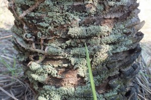 L Cladonia cf subradiata (3)