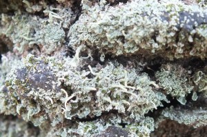 L Cladonia cf subradiata (5)