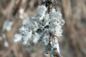 L Heterodermia comosa (8)