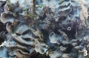 L Lobaria casarettiana (1)