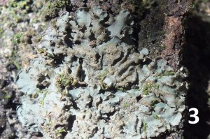 L Lobaria casarettiana (2)