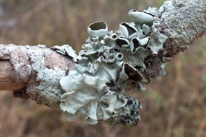 L Parmotrema andinum (3)