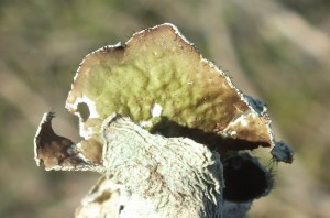 L Parmotrema rigidum (5)