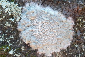 L Pertusaria sp (1)