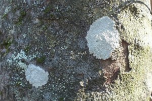 L Pertusaria sp (3)